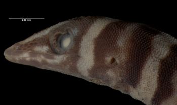 Media type: image;   Herpetology R-57341